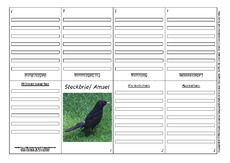 Faltbuch-Steckbrief-Amsel-4.pdf